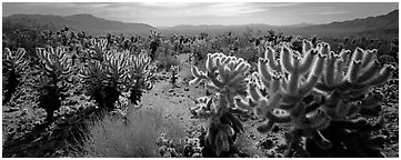 Desert flat with cholla cactus. Joshua Tree  National Park (Panoramic black and white)