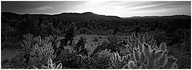 Thorny cactus at sunrise. Joshua Tree  National Park (Panoramic black and white)