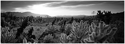 Desert scenery with cholla cacti at sunrise. Joshua Tree National Park (Panoramic black and white)