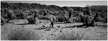 Desert landscape with yellow blooms on bush and cactus. Joshua Tree  National Park (Panoramic black and white)
