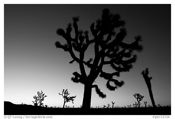 Joshua trees (Yucca brevifolia) at dawn. Joshua Tree National Park (black and white)