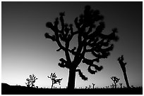 Joshua trees (Yucca brevifolia) at dawn. Joshua Tree National Park, California, USA. (black and white)