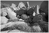 Wildflowers and boulders. Joshua Tree National Park ( black and white)