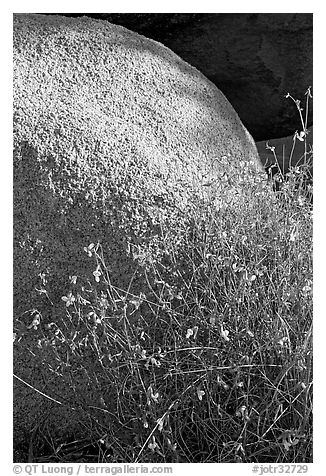Wildflowers and boulder. Joshua Tree National Park, California, USA.