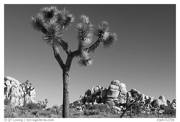 Joshua tree (Yucca brevifolia) and rockpiles. Joshua Tree National Park (black and white)