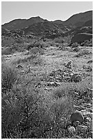 Coreopsis and cactus, and Queen Mountains near the North Entrance, afternoon. Joshua Tree National Park ( black and white)