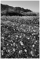 Coreopsis carpet near the North Entrance, afternoon. Joshua Tree National Park ( black and white)