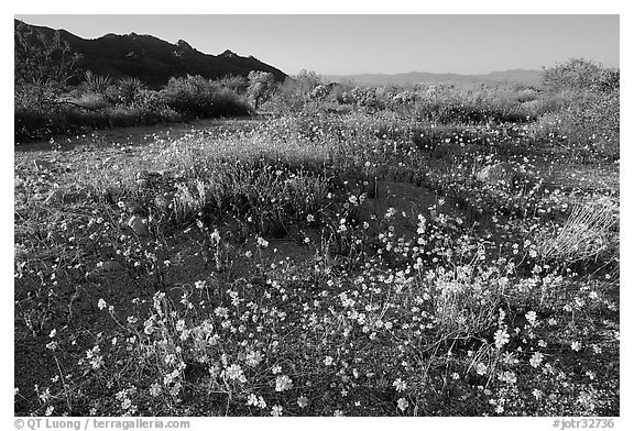 Carpet of yellow coreposis, late afternoon. Joshua Tree National Park (black and white)