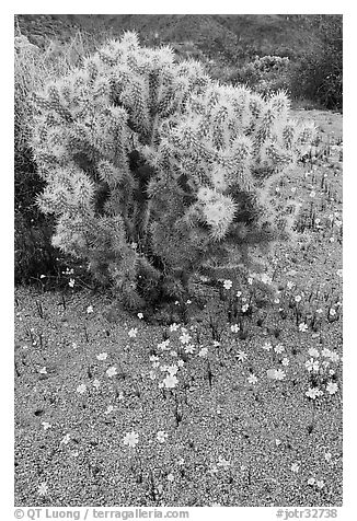 Cactus and Coreposis. Joshua Tree National Park (black and white)
