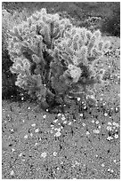 Cactus and Coreposis. Joshua Tree National Park, California, USA. (black and white)