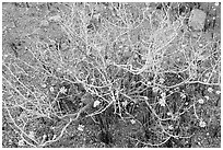 Coreopsis and plant squeleton. Joshua Tree National Park, California, USA. (black and white)