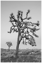 Joshua trees (scientific name: Yucca brevifolia), dusk. Joshua Tree National Park, California, USA. (black and white)
