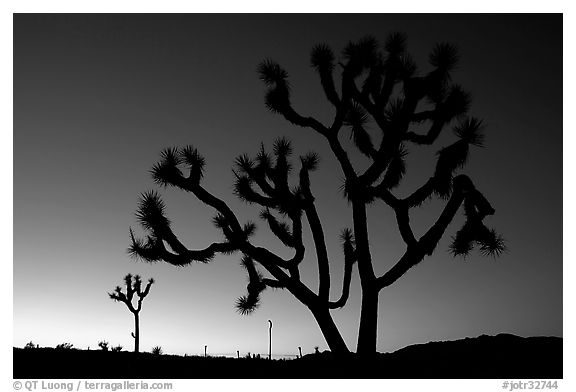 Joshua trees (Yucca brevifolia), sunset. Joshua Tree National Park, California, USA.