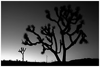 Joshua trees (Yucca brevifolia), sunset. Joshua Tree National Park, California, USA. (black and white)