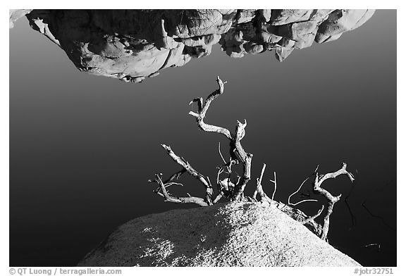 Reflection, rock, and branches. Joshua Tree National Park (black and white)