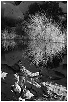 Willows and reflections, Barker Dam, early morning. Joshua Tree National Park, California, USA. (black and white)