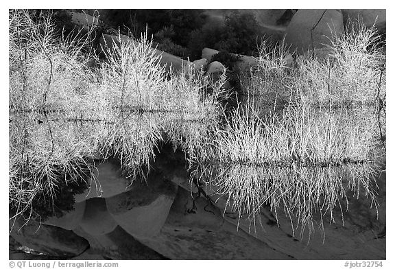 Willows, rocks, and reflections, Barker Dam, early morning. Joshua Tree National Park (black and white)
