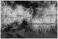 Willows, rocks, and reflections, Barker Dam, early morning. Joshua Tree National Park, California, USA. (black and white)