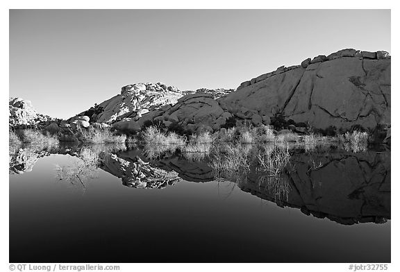 Rocks, willows, and Reflections, Barker Dam, morning. Joshua Tree National Park (black and white)