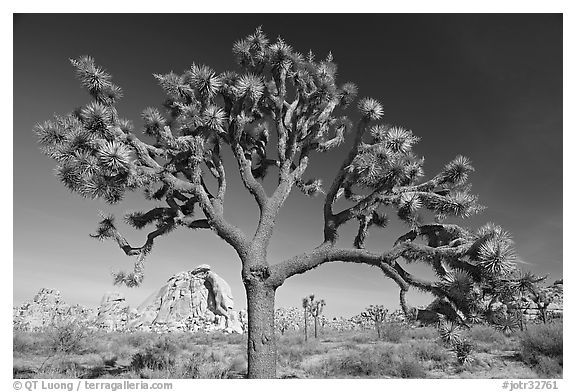 Old Joshua tree (scientific name: Yucca brevifolia). Joshua Tree National Park, California, USA.