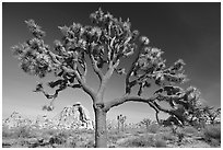 Old Joshua tree (scientific name: Yucca brevifolia). Joshua Tree National Park ( black and white)