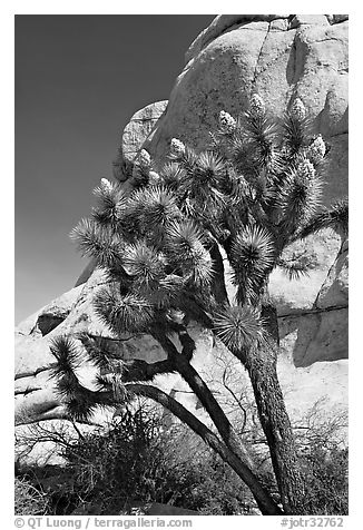 Joshua Tree in bloom and boulders, Hidden Valley Campground. Joshua Tree National Park (black and white)