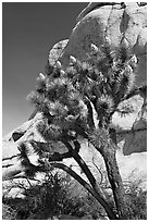 Joshua Tree in bloom and boulders, Hidden Valley Campground. Joshua Tree National Park, California, USA. (black and white)