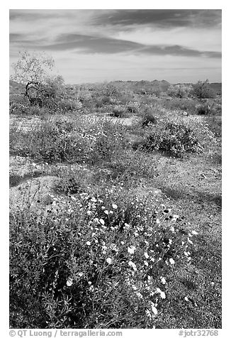 Arizona Lupine, Desert Dandelion, Chia, and Brittlebush, near the Southern Entrance. Joshua Tree National Park (black and white)