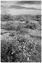 Arizona Lupine, Desert Dandelion, Chia, and Brittlebush, near the Southern Entrance. Joshua Tree National Park, California, USA. (black and white)