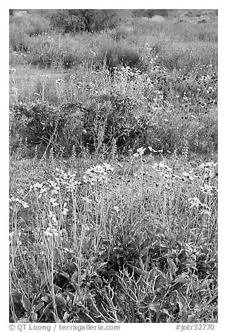Close-up of wildflower carpet of Arizona Lupine, Desert Dandelion, Chia, and Brittlebush, near the Southern Entrance. Joshua Tree National Park (black and white)