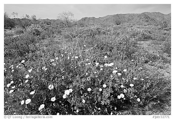 Arizona Lupine, Desert Dandelion, with Brittlebush and Cottonwood Mountains. Joshua Tree National Park (black and white)
