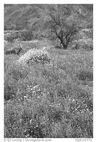 Carpet of Arizona Lupine, Desert Dandelion, and Brittlebush near the Southern Entrance. Joshua Tree National Park (black and white)