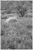 Carpet of Arizona Lupine, Desert Dandelion, and Brittlebush near the Southern Entrance. Joshua Tree National Park ( black and white)