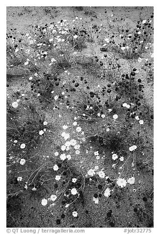 Chia and Desert Dandelion flowers. Joshua Tree National Park (black and white)