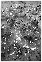 Chia and Desert Dandelion flowers. Joshua Tree National Park, California, USA. (black and white)