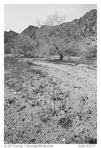 Blue Canterbury Bells and cottonwoods in a sandy wash. Joshua Tree National Park (black and white)