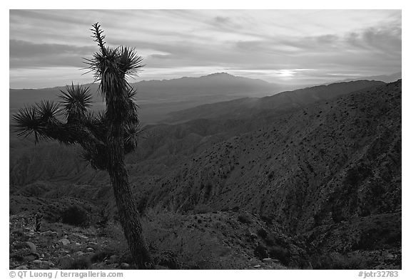 Yucca at sunset, Keys View. Joshua Tree National Park (black and white)