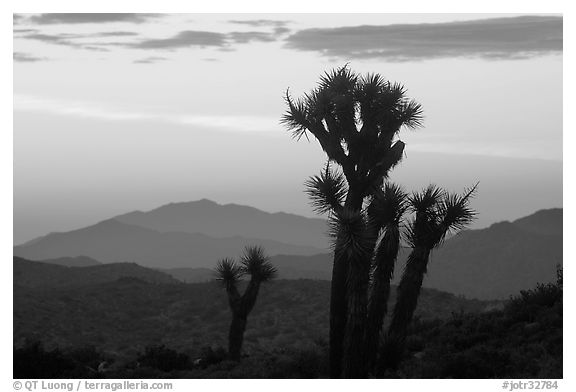 Yucca at sunrise near Keys View. Joshua Tree National Park (black and white)