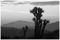 Yucca at sunrise near Keys View. Joshua Tree National Park ( black and white)