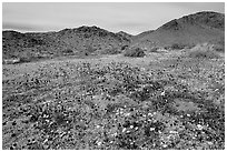 Desert Daisy, Chia flowers, and Hexie Mountains. Joshua Tree National Park ( black and white)