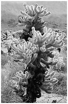 Jumping Cholla cactus. Joshua Tree National Park, California, USA. (black and white)