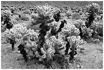 Cholla cactus. Joshua Tree National Park, California, USA. (black and white)