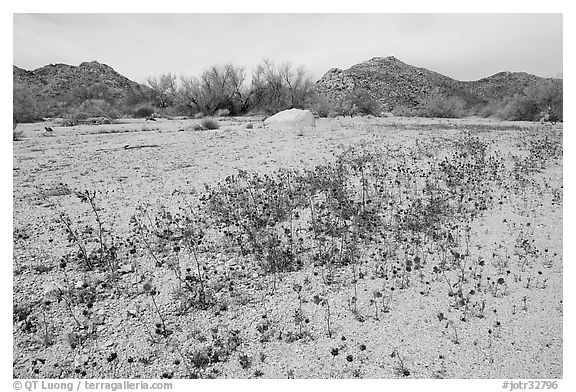 Cluster of blue Canterbury Bells in a sandy wash. Joshua Tree National Park (black and white)