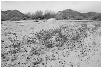 Cluster of blue Canterbury Bells in a sandy wash. Joshua Tree National Park ( black and white)