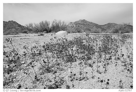 Blue Canterbury Bells growing out of a sandy wash. Joshua Tree National Park (black and white)