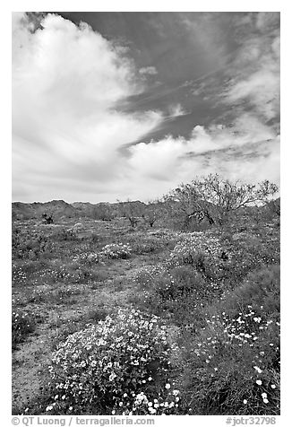Brittlebush, Desert Dandelion, cottonwoods, and Cottonwood Mountains. Joshua Tree National Park (black and white)