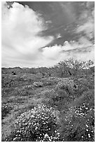 Brittlebush, Desert Dandelion, cottonwoods, and Cottonwood Mountains. Joshua Tree National Park, California, USA. (black and white)