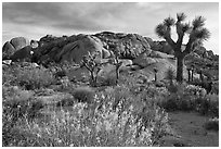 Flowering desert shrub, joshua trees, and rocks. Joshua Tree National Park ( black and white)