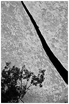 Crack and shrub. Joshua Tree National Park, California, USA. (black and white)