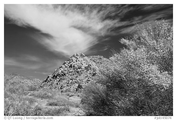 Palo Verde in bloom, rock pile, and cloud. Joshua Tree National Park (black and white)
